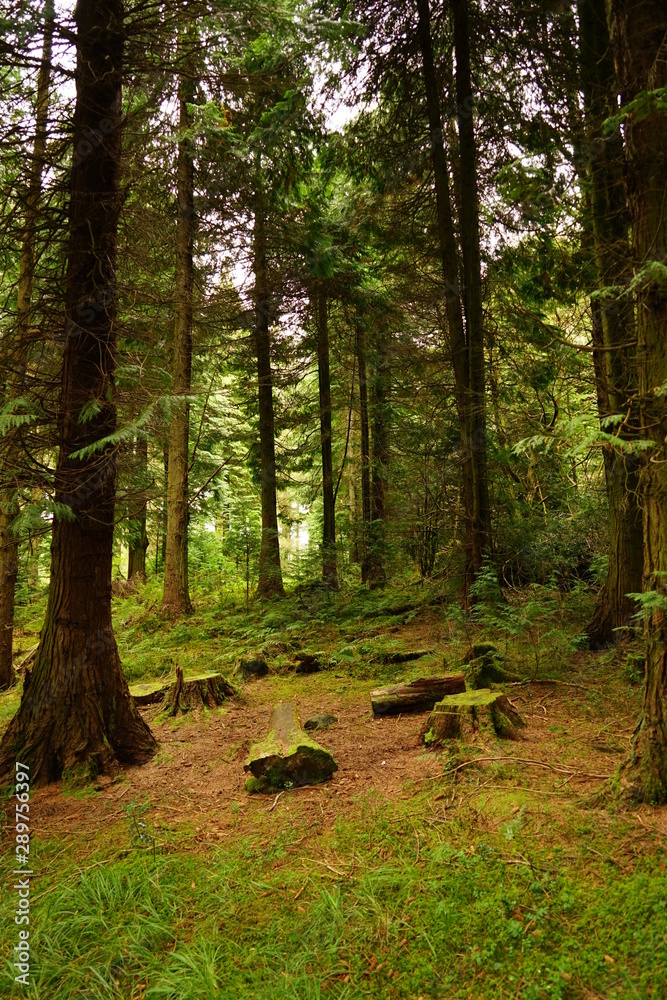 Pastoral Forest Glen with Tall Pine Trees Pastoral Forest Glen with Tall Pine Trees