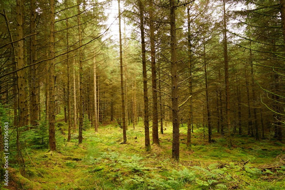 Pastoral Forest Glen with Tall Pine Trees Pastoral Forest Glen with Tall Pine Trees