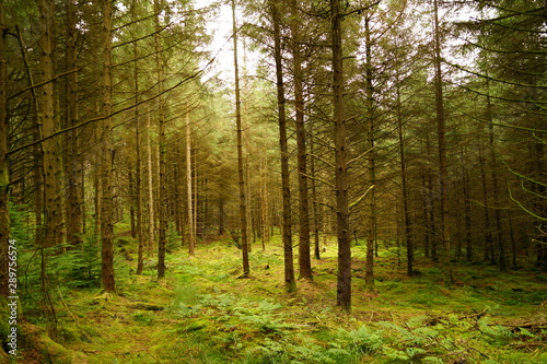 Pastoral Forest Glen with Tall Pine Trees