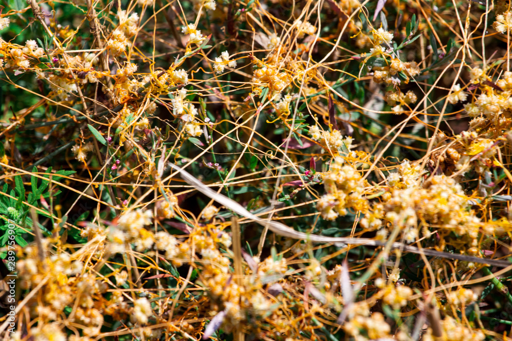 Dodder Genus Cuscuta is The parasite wraps Dodder Genus Cuscuta is The parasite wraps
