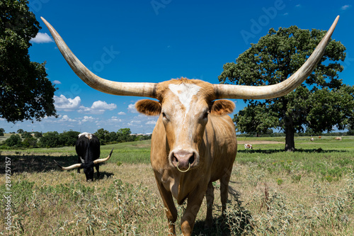 Closeup of tan Longhorn with ring in its nose