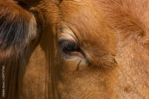 Closeup of the gentle eye of a brown cow
