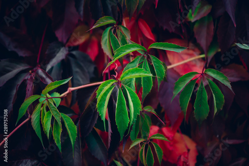 Hedge of red green leaves in autumn. Red green fence of parthenocissus henryana. Natural background of girlish grapes. Floral texture of parthenocissus inserta. Rich flora. Plants in botanical garden.