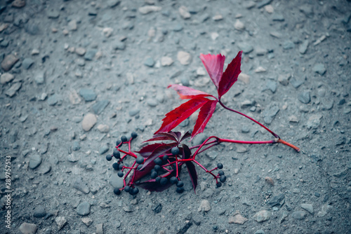 Beautiful branch of grapes on road in fall. Fallen small branch on asphalt in autumn. Girlish grapes close-up. Scenic background. Concept of euphoria, melancholy, depression, apathy, sadness, sorrow.