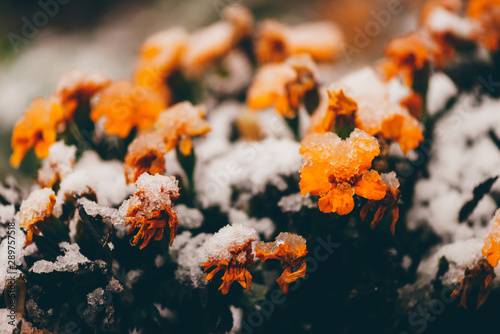 Beautiful marigolds in snow in off-season. Blooming small orange flowers in frost close-up. Amazing tagetes with rime. Vivid lush flowers with rime. Flowering at early winter. Anomaly weather. © Daniil