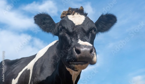 A close up photo of a Black and white cow in a field 