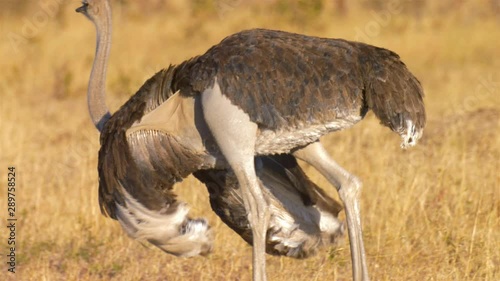 Ostrich female walking in the wild, Hwange National Park Zimbabwe
