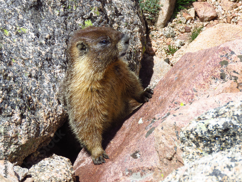 marmot on rock