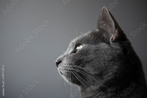 Silver cat photo