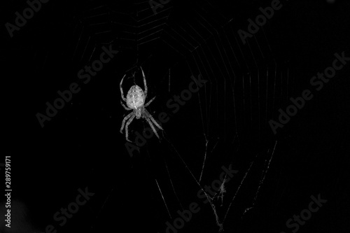 A large Barn Spider, Araneus cavaticus, close up, hangin upside down in its web. Black and white spooky image with concepts of Halloween, bugs, and fear