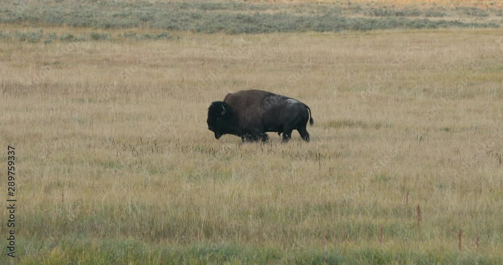 Yellowstone National Park wildlife and animal refuge for great herds of American Bison Buffalo and Rocky Mountain Elk. Geothermal ecosystem. Biology, geography and ecology. Yellowstone National Park wildlife and animal refuge for great herds of American Bison Buffalo and Rocky Mountain Elk. Geothermal ecosystem. Biology, geography and ecology.