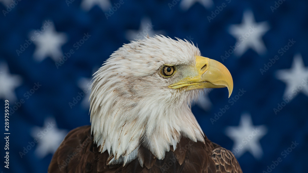Bald Eagle with the American Flag Bald Eagle with the American Flag