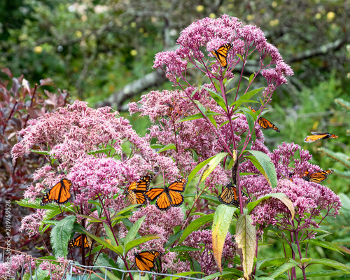Joe-Pye weed flowers