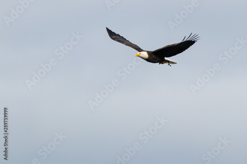 bald eagle fly s with fish in open sky