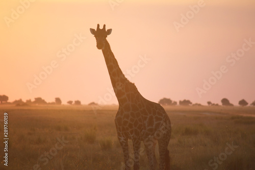 Canvas Print Giraffe in the Savanna
