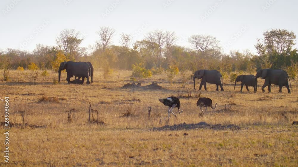 Ostrich and Elephants Walking in the wild, Hwange National Park Zimbabwe Ostrich and Elephants Walking in the wild, Hwange National Park Zimbabwe