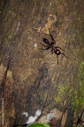Ant walking on wood.