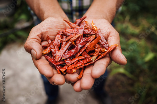 Chile Guajillo, mexican dried chili pepper, Assortment of chili peppers in farmer Hands in Mexico photo