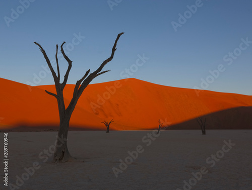Dead camelthorn trees sitting in a salt pan in Deadvlie in Namibia © mindstorm