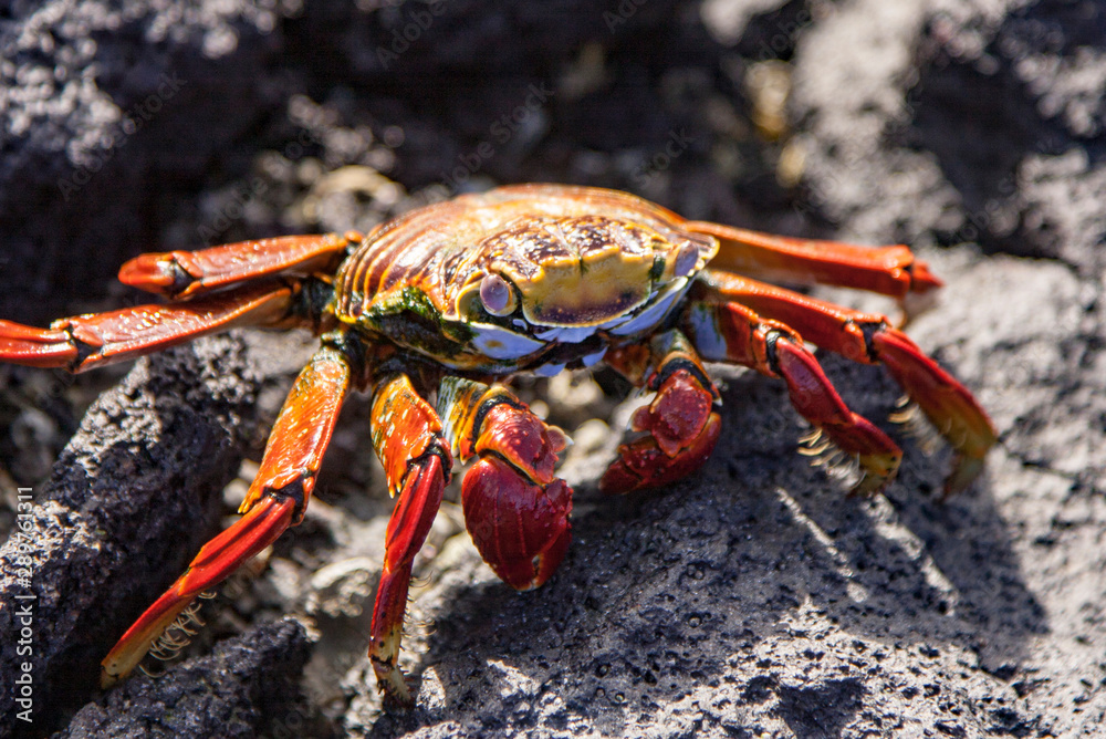 Sally Lightfoot crab on Galapagos Islands red Sally Lightfoot crab on Galapagos Islands red
