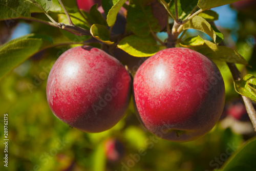 orchard organic red apples in tree fruit agriculture fresh natural food