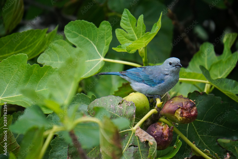 Fototapeta premium blue bird on a branch