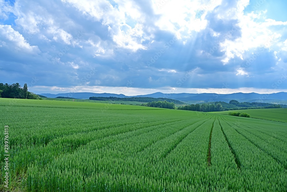 雄大な北の大地に広がる麦畑の情景@美瑛、北海道 雄大な北の大地に広がる麦畑の情景@美瑛、北海道