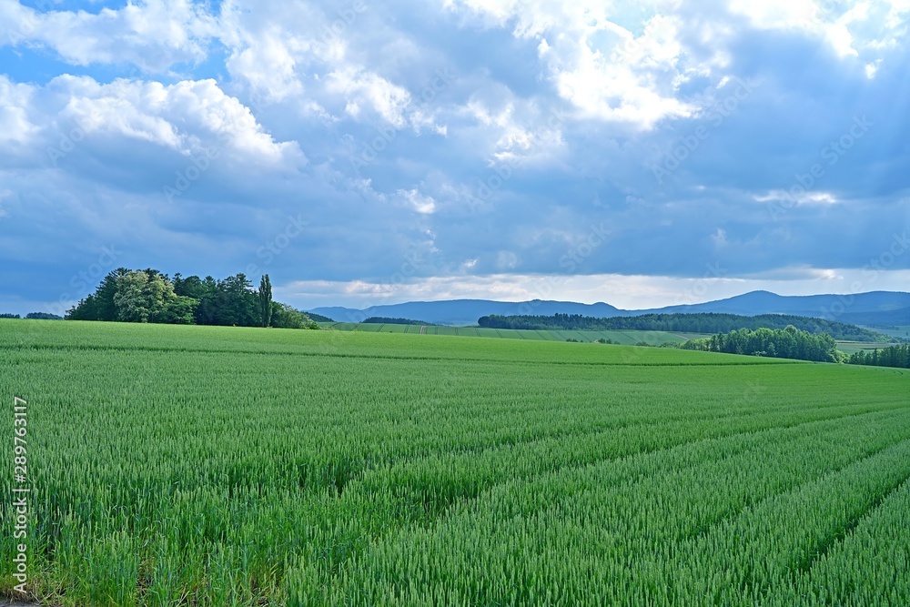 雄大な北の大地に広がる麦畑の情景＠美瑛、北海道