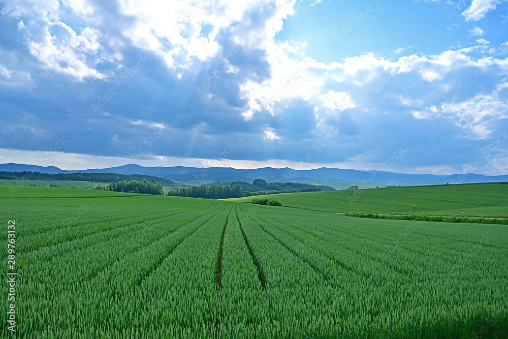 雄大な北の大地に広がる麦畑の情景＠美瑛、北海道