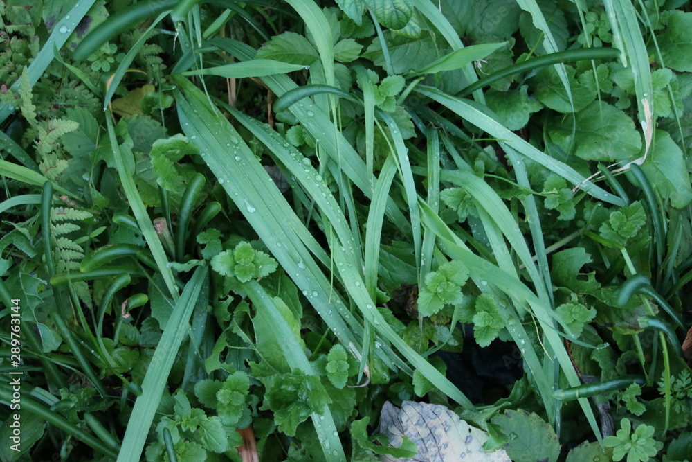 Obraz premium 雑草のクローズアップ