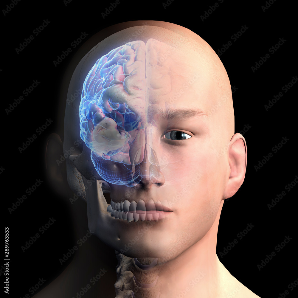 Head Components Brain Head Brain Front