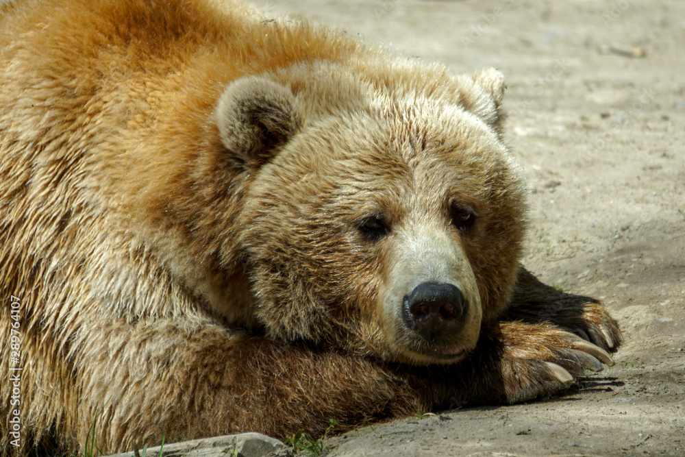 Obraz premium brown bear in the zoo