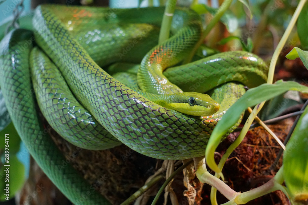 Fototapeta premium snake in the grass