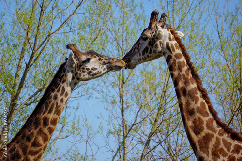 Photography Giraffes kissing in the zoo