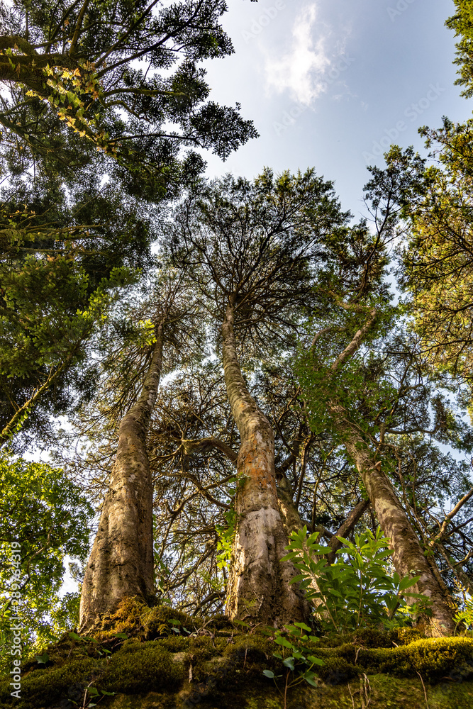 Three trees