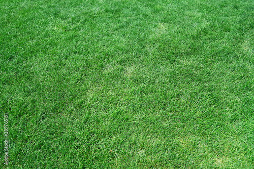 top view of real green grass background