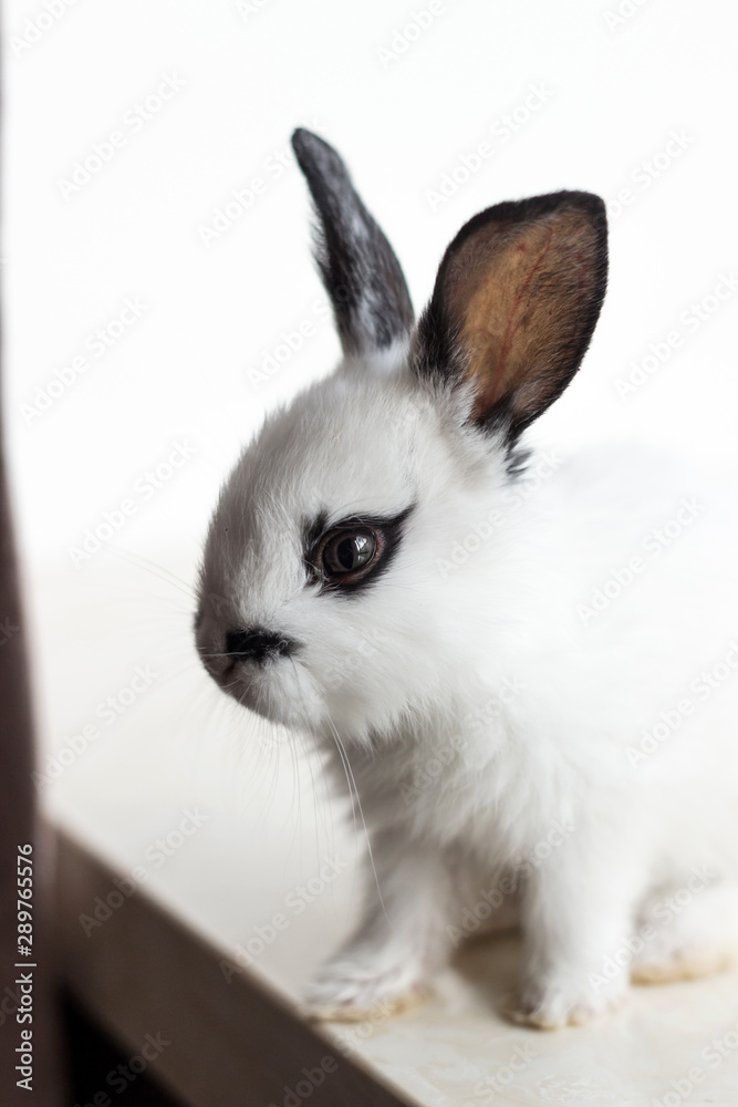 Obraz premium Cute fluffy rabbit on the windowsill