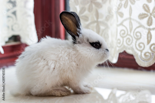 Cute fluffy rabbit on the windowsill