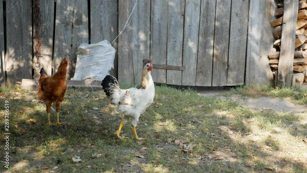 Hens in the village pecking grain Hens in the village pecking grain