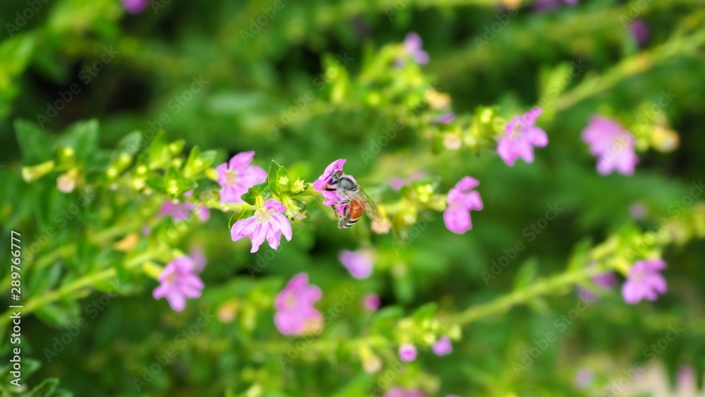 Swarm of bees in flight on seek for food with pink flower on a nice sunny day. Swarm of bees in flight on seek for food with pink flower on a nice sunny day.