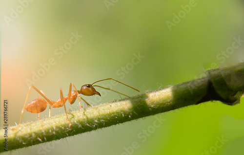 red ant on a leaf