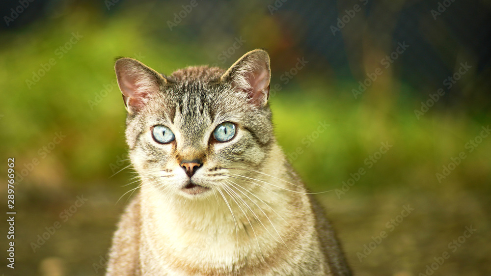 Echange de regard avec le chat aux yeux bleus