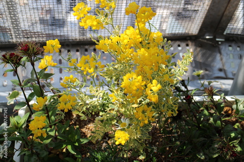 屋上庭園の花