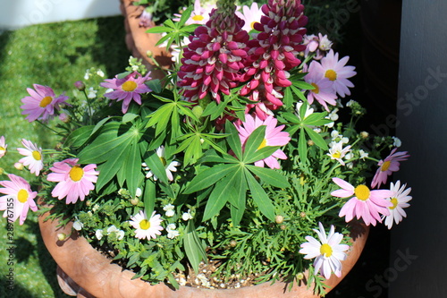 屋上庭園の花