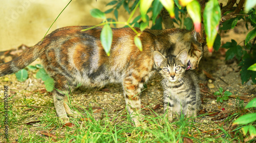 Φωτογραφία La chatte fait la toilette à son petit ses petits