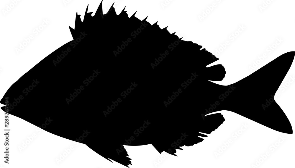 Pinfish Fish Silhouette Vector Stock Vector Adobe Stock