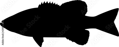 Smallmouth Bass Fish Silhouette Vector photo