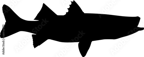 Snook Fish Silhouette Vector photo
