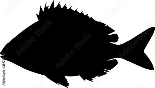 Pinfish Fish Silhouette Vector photo