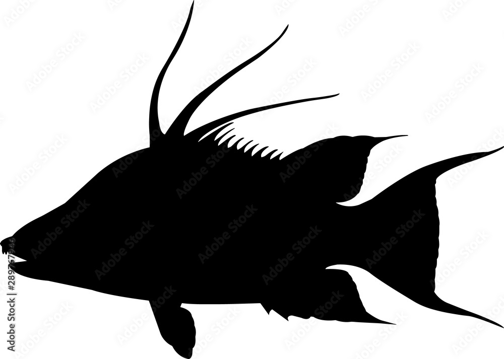 Hogfish Fish Silhouette Vector Stock Vector | Adobe Stock